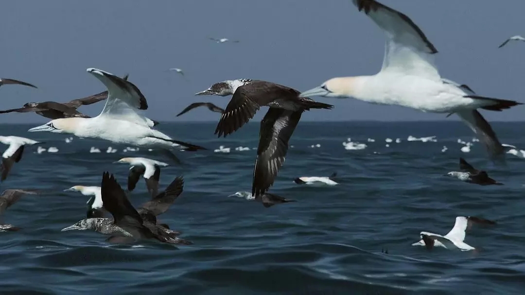 十部震撼神级片,9部堪称神作的纪录片火山