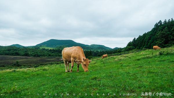 夏天济州岛旅游攻略,夏游济州岛