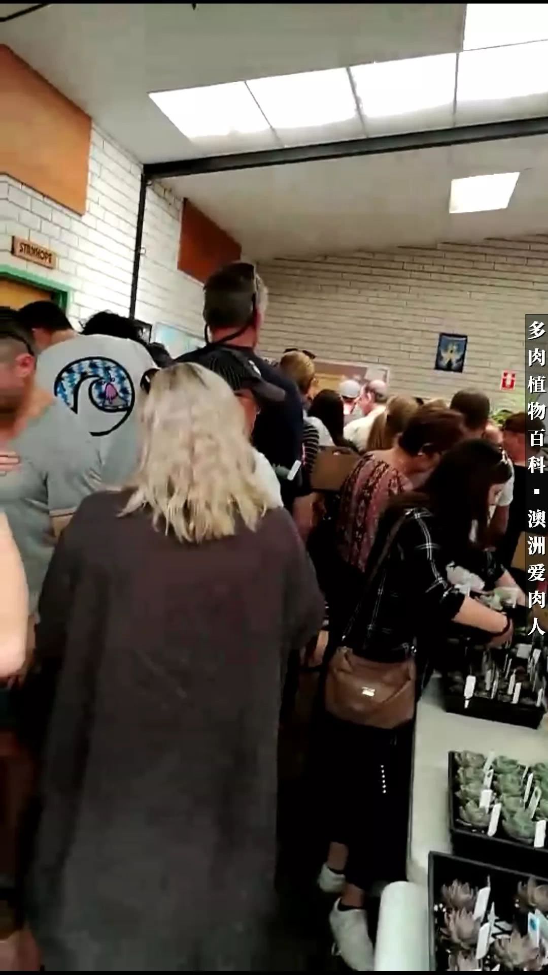 最耐晒的八款多肉,暖阳下的多肉美的不得了