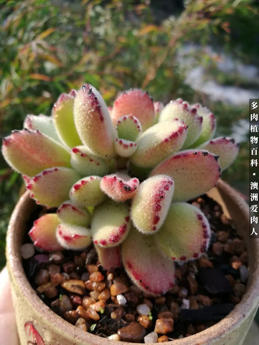 最耐晒的八款多肉,暖阳下的多肉美的不得了