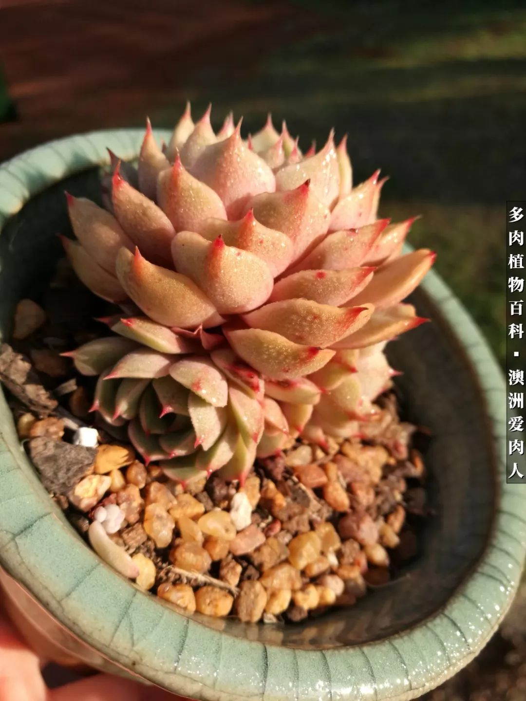 最耐晒的八款多肉,暖阳下的多肉美的不得了