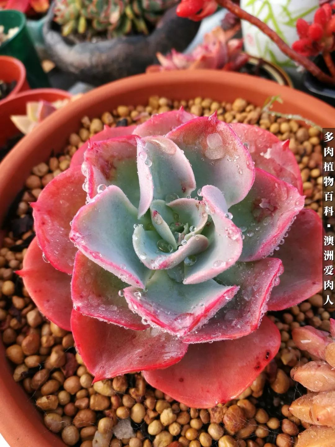 最耐晒的八款多肉,暖阳下的多肉美的不得了