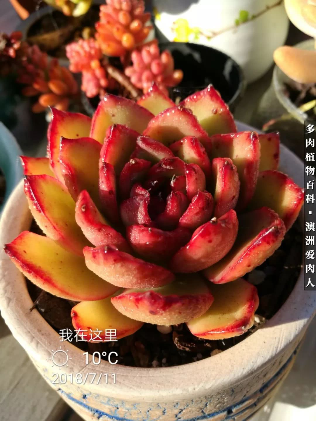 最耐晒的八款多肉,暖阳下的多肉美的不得了