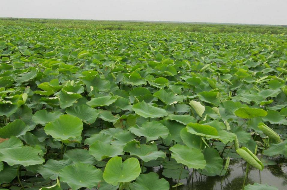 莲子采摘视频教程,莲子种植的正确方法