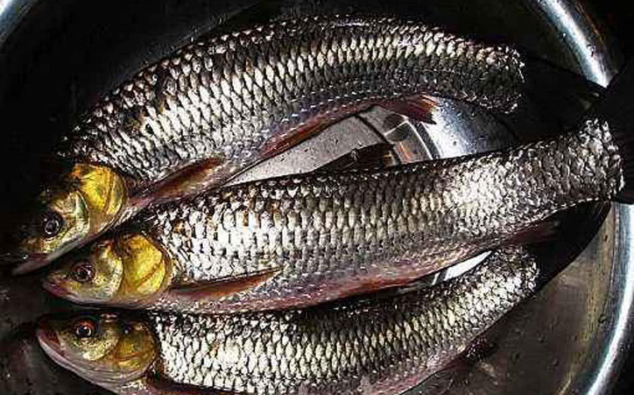 槌￠奔鍜岃崏楸煎摢涓姏姘斿ぇ,鑽夐奔璺熼场楸煎摢涓姏姘斿ぇ