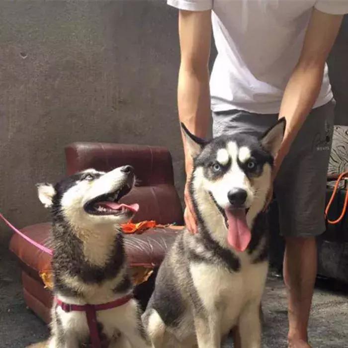 铲屎官带17只哈士奇回家过年,哈士奇离家出走被警察抓