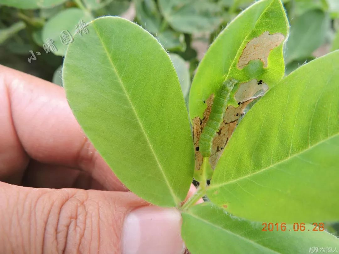 北方可食用的大绿虫子,可食用大绿虫子