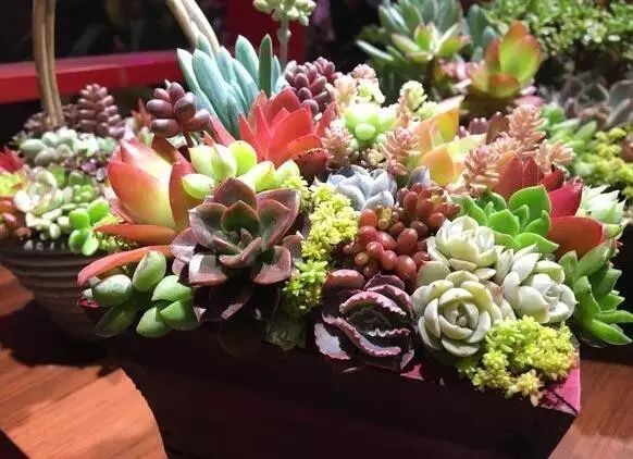 养花小知识绿植盆栽,养花知识大全盆栽绿植