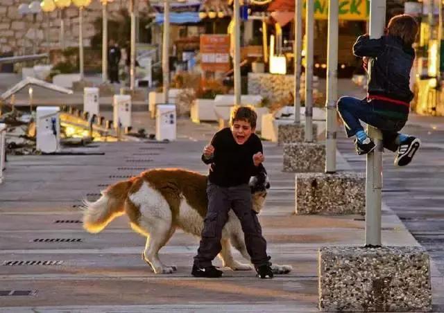 被狗咬住不放要学会这样自救救人,被狗咬住不松了怎么办