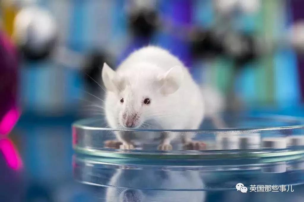 服用伟哥后怀孕对胎儿有影响吗,孕妇使用伟哥保胎