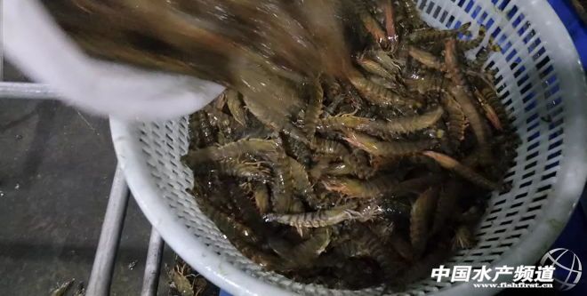 休渔期基围虾,休渔期海鲜