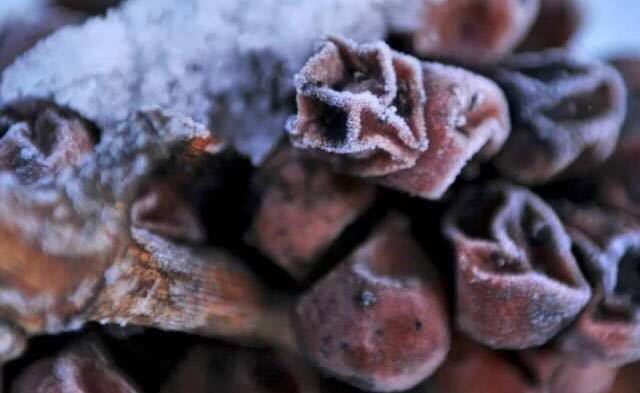 加拿大盛产的冰酒，具体怎么样，看吃货留学生怎么说