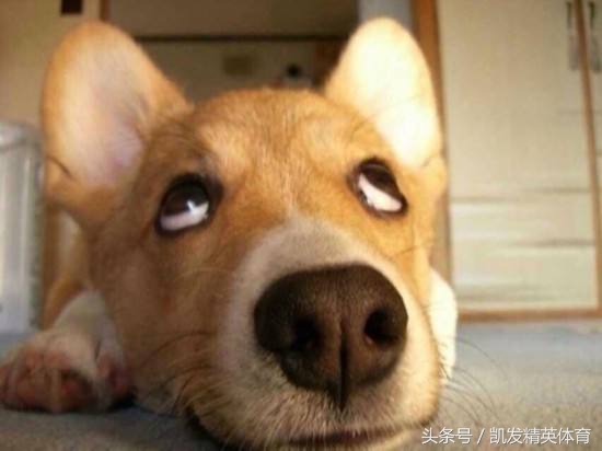 上海上港赛后点评,上海上港实力如何