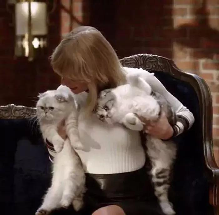 猫咪陪泰勒参演新电影，普通的折耳猫，却成为了巨星的宝物！