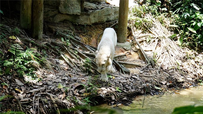 带小孩去长隆欢乐世界畅玩一天,暑假带娃去广州长隆野生动物世界