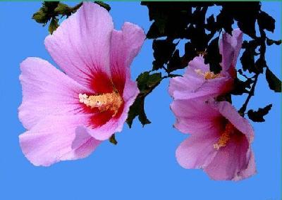 盘点各国的国花是什么,世界各国的国花你都认识吗