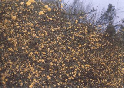 盘点各国的国花是什么,世界各国的国花你都认识吗