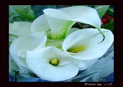 盘点各国的国花是什么,世界各国的国花你都认识吗