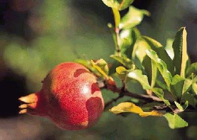 盘点各国的国花是什么,世界各国的国花你都认识吗