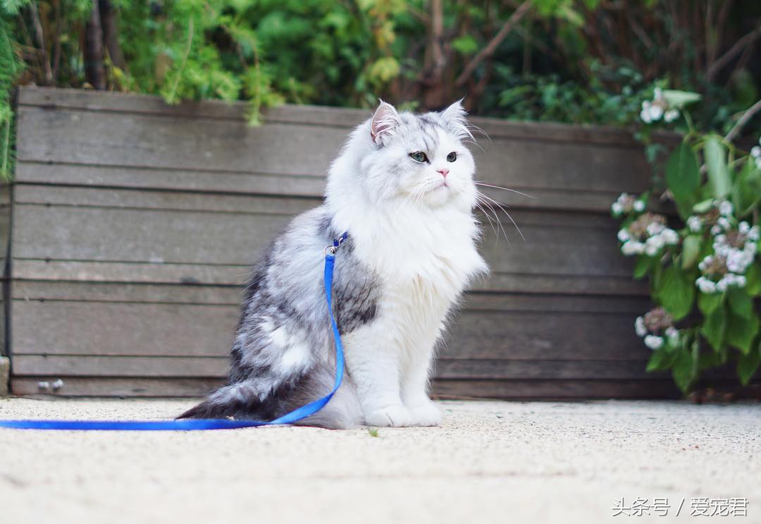 天气炎热猫咪能生存吗,夏季猫咪暴晒可以吗