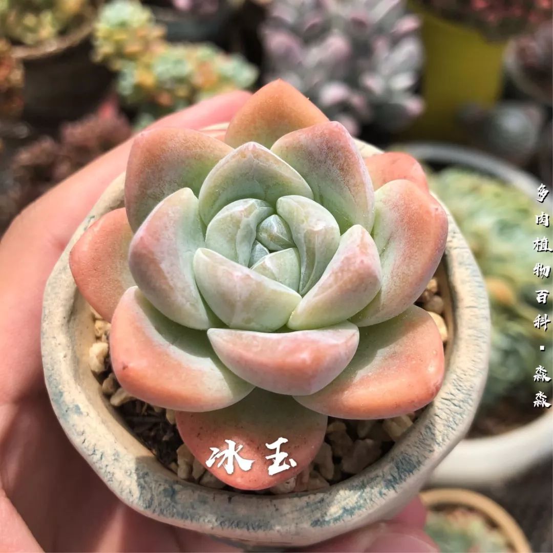 养多肉的佛系小生：愿做菩萨那朵莲！