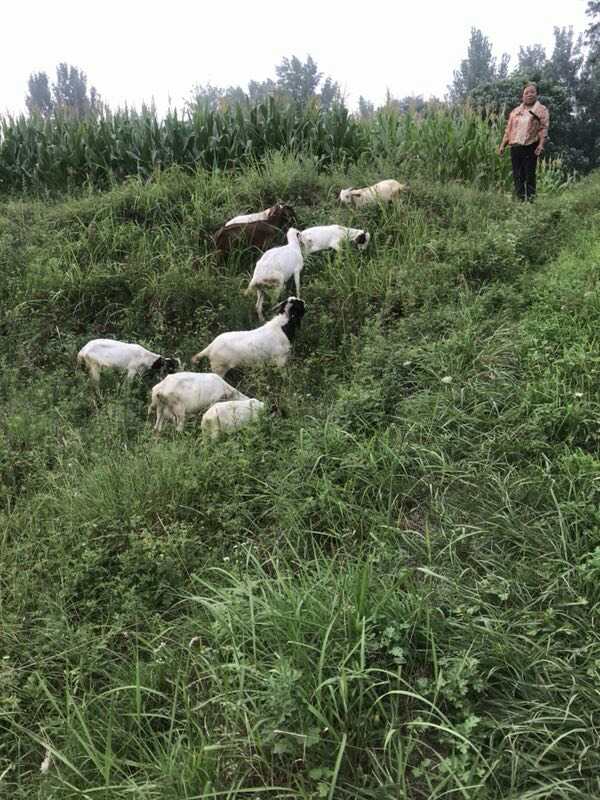 郑州豫碗香烩面做法,郑州好吃的方城炝锅烩面