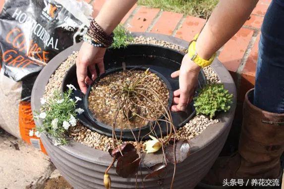 睡莲怎么养更容易开花,睡莲到底怎么养才能开花