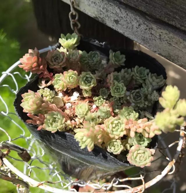 多肉每天光照好看吗,光照过强多肉反而颜色不好看