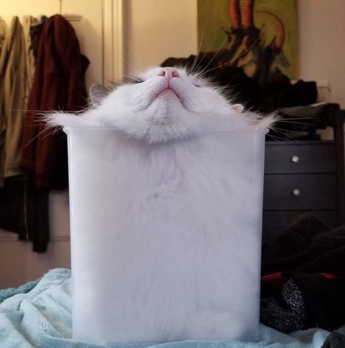 法国研究者证明猫是液体荣获诺贝尔物理学奖