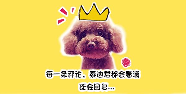 无法接受狗狗离开自己,主人抛弃狗狗狗狗嚎啕大哭