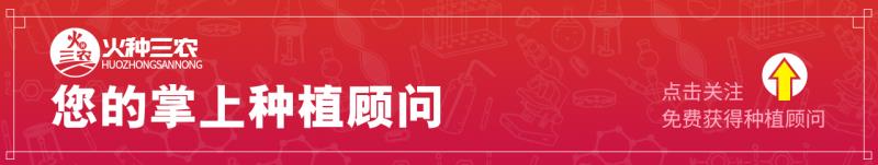 板栗南瓜长不大就掉了,南瓜结的小瓜长不大就掉怎么回事