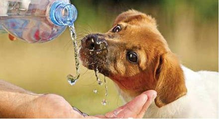 狗狗中暑了怎么办最快最有效,狗狗中暑急救处理方法