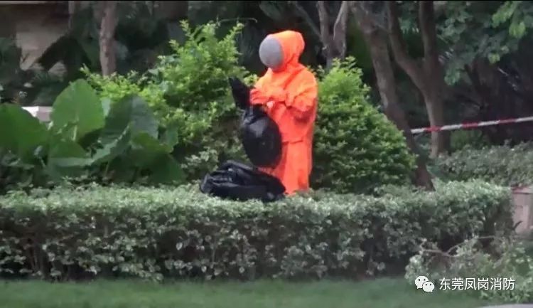 厉害!凤岗一小区花坛竟藏马蜂窝,凤岗消防5分钟将其“消灭”