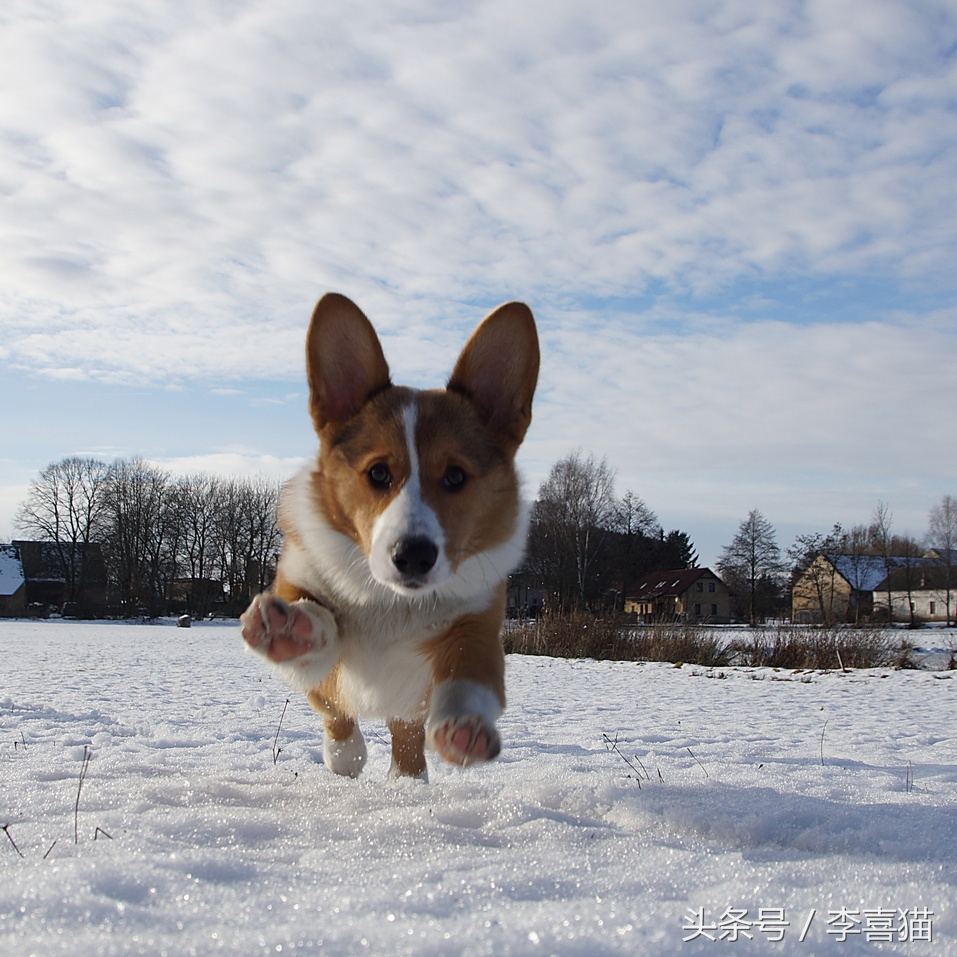 不要小瞧人家柯基的小短腿,柯基撞到了腿一瘸一拐还能跑