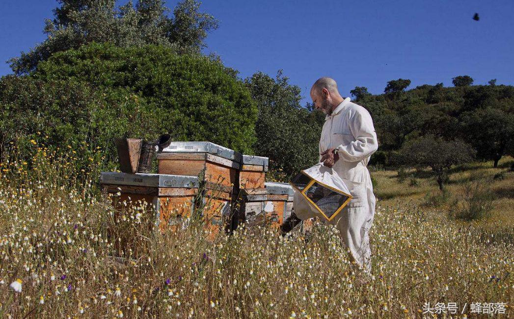 新手养蜂需要掌握哪些养蜜蜂技术,新蜂箱养蜜蜂的正确方法