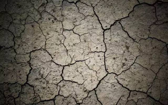 苹果树突然叶子变黄慢慢干了,苹果树叶片发黄要怎么办