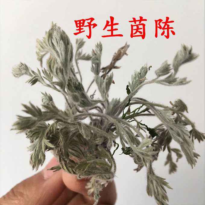 母猪眼屎泪斑、背部出血点怎么办?农村这一常见野草可帮助解决!