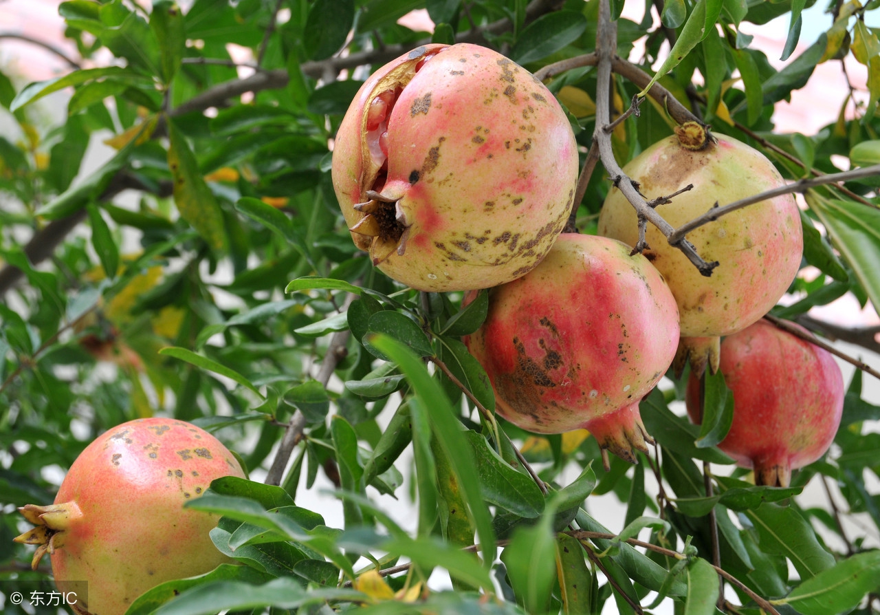 石榴防开裂什么时候用药好,石榴为什么会裂开怎么预防