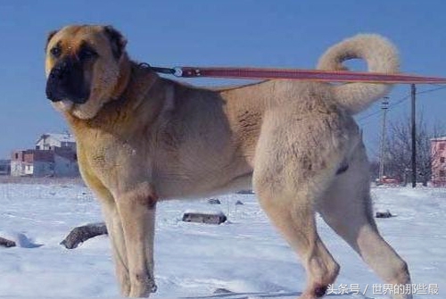 单挑最强犬种,猛犬咆哮比特犬斗藏獒