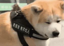 对付不牵绳的狗最好的办法,对付一条狗还用得着拔剑吗