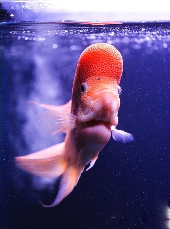 谨以此篇文章献给所有的爸爸,谨以此书献给所有守护光明的人