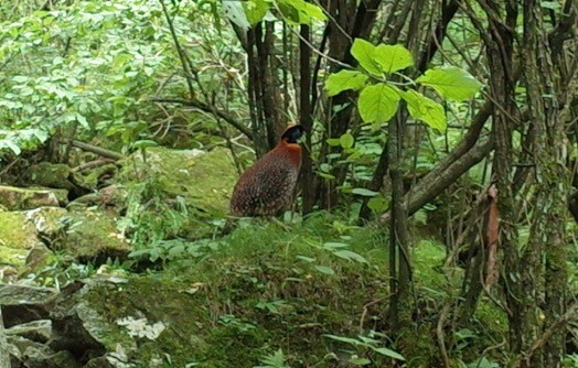 鳌太轻量化装备,夏季鳌太装备