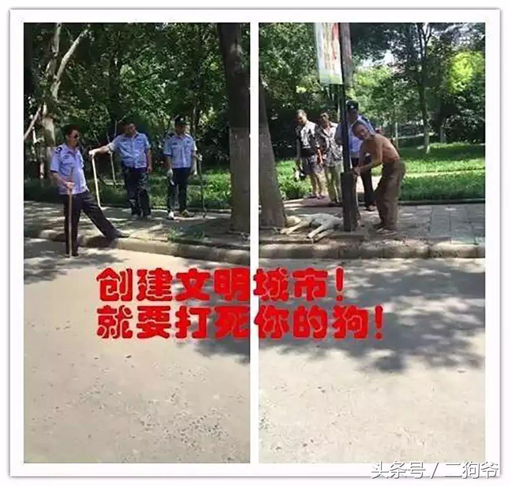 聊城爱犬通办狗证,济南市民为爱犬办狗证