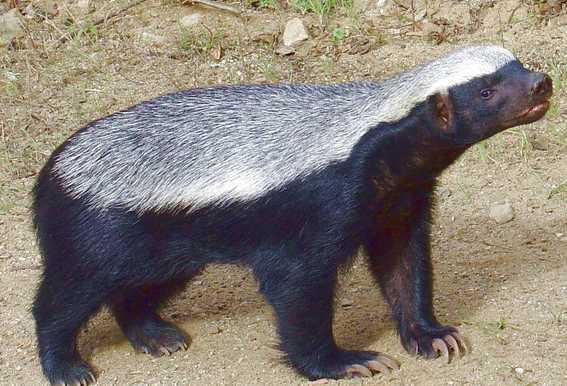 非洲平头哥勇猛无比，它的*亲近**在我国多达三种，一种是金刚狼原型