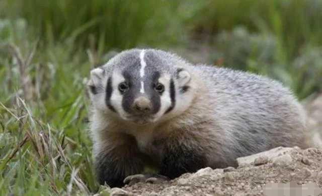 非洲平头哥勇猛无比，它的*亲近**在我国多达三种，一种是金刚狼原型