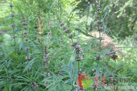 农村的益母草是咋样的,农村采摘的益母草喝有啥好处