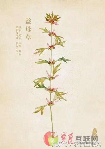 农村的益母草是咋样的,农村采摘的益母草喝有啥好处