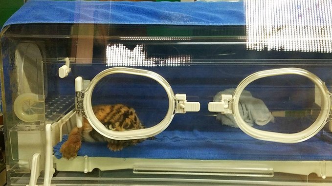 长隆广州野生动物园带娃游玩攻略,一大一小亲子游长隆野生动物园