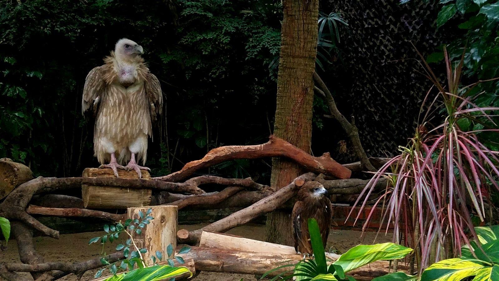 长隆广州野生动物园带娃游玩攻略,一大一小亲子游长隆野生动物园