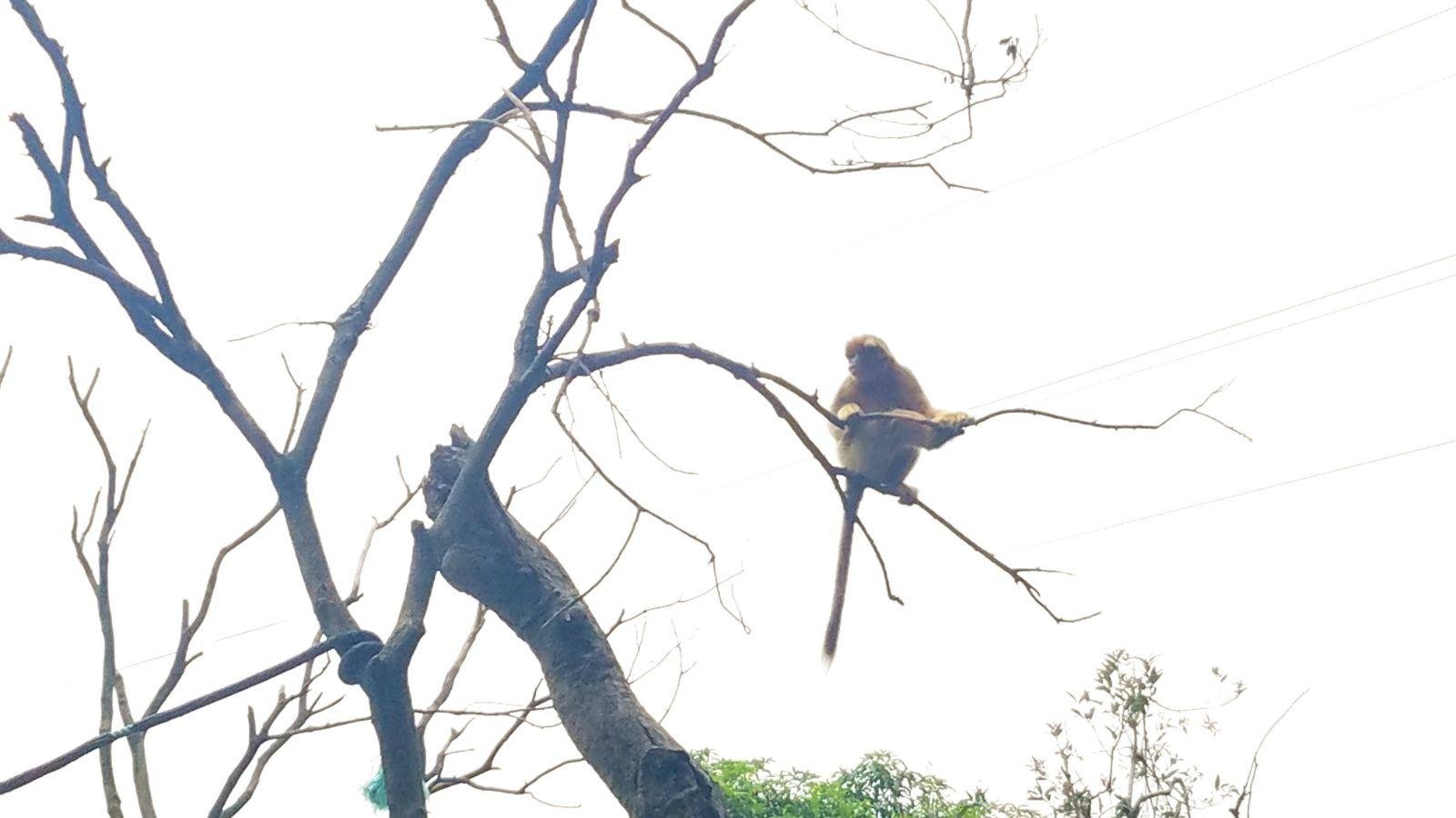 长隆广州野生动物园带娃游玩攻略,一大一小亲子游长隆野生动物园